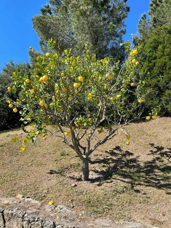 Villa Stazzu Sa Murta Cugnana Exteriör bild